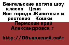 Бангальские котята шоу класса › Цена ­ 25 000 - Все города Животные и растения » Кошки   . Пермский край,Александровск г.